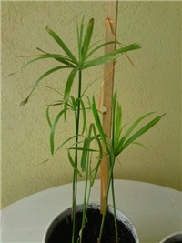 50c0fb8f-palmice (1).jpg